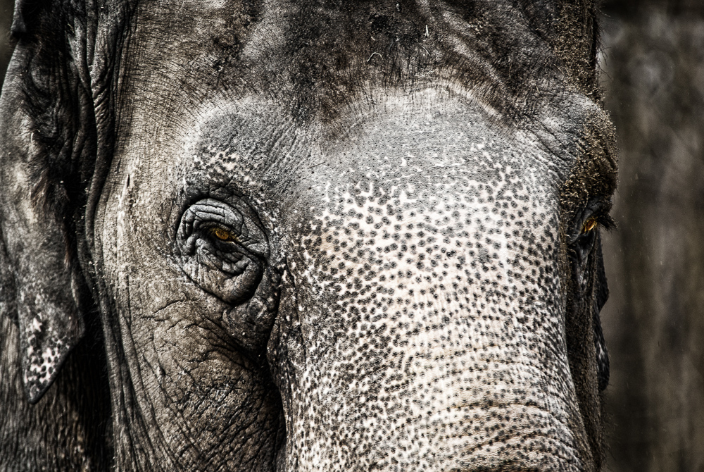 Platz 11 Johann Kerler